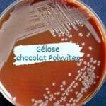 GELOSE CHOCOLAT POLYVITEX  (BOITE 60)