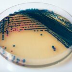 CHROMOGENE STREPTO B    (200ML)