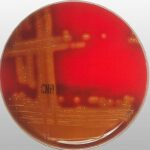 GELOSE AU SANG  (BOITE 60)  (sang de mouton)