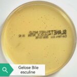 BILE ESCULINE (100ML)