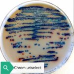 CHROMOGENE  URISELECT 200ML – Image 2