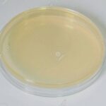 MUELLER HINTON MH Boite90